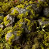 gamer-s-grass-moss-tufts-wild-2mm