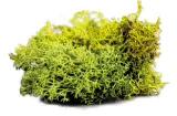 army-painter-basing-summer-undergrowth-stan-nowy
