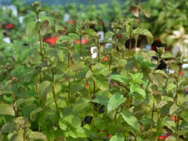 mieta-pomaranczowa-sadzonka-p9-roslina-lecznicza