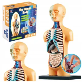 model-anatomiczny-edukacyjny-cialo-ludzkie-narzady