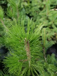 sosna-bosniacka-pinus-heldreichii