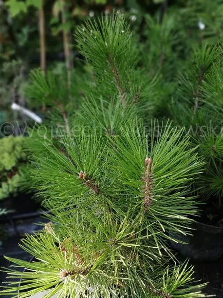 sosna-bosniacka-pinus-heldreichii-roslina-w-postaci-sadzonka-w-pojemniku-3-5l