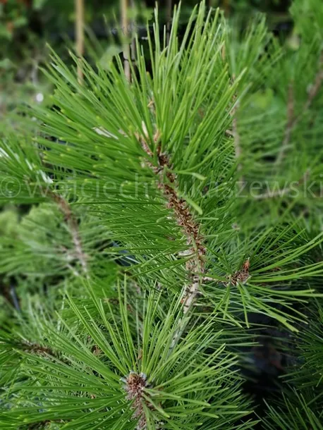 sosna-bosniacka-pinus-heldreichii-wysokosc-sadzonki-20-35-cm