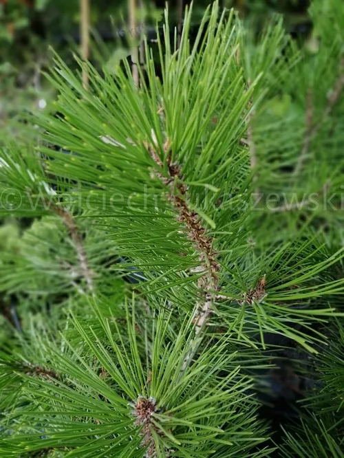 sosna-bosniacka-pinus-heldreichii-rodzaj-rosliny-sosna