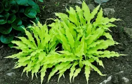 funkia-wiggles-and-squiggles-hosta-miniaturka