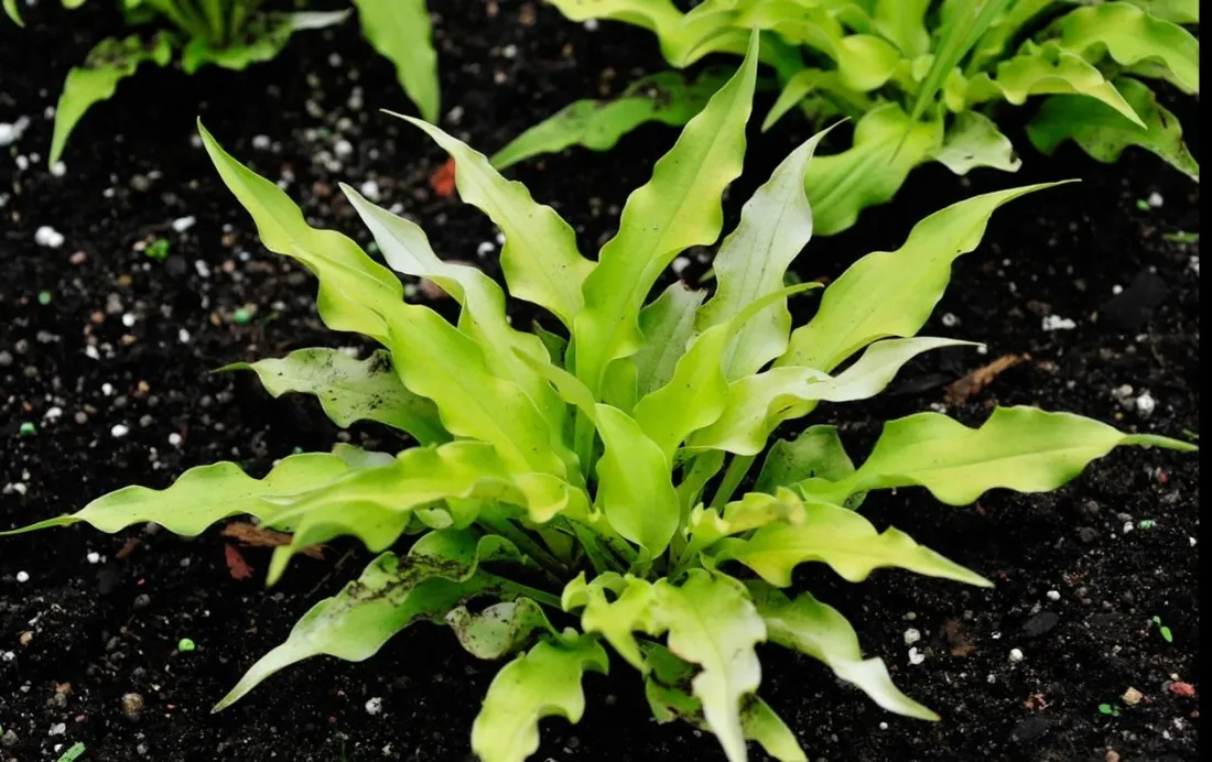 funkia-wiggles-and-squiggles-hosta-miniaturka-rodzaj-rosliny-inny