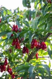 deren-jadalny-duza-sadzonka-doniczce-cornus-mas-mrozoodporny-ozdobny-krzew