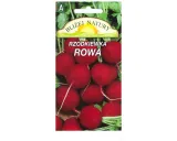 rzodkiewka-okragla-rowa-czerwona