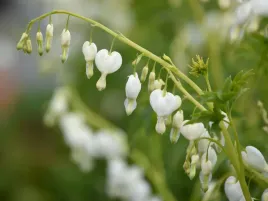 serduszka-okazala-alba-biala-sadzonka-p9-bylina-do-cienia