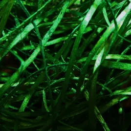 welna-drzewna-zielona-sianko-wiorki-wypelniacz-wypelnienie-do-pudelek-100g