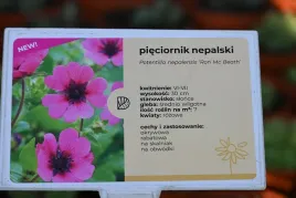 pieciornik-nepalski-ron-mc-beath-bylina-na-skalniak-i-rabate