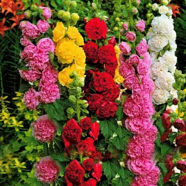 malwa-ogrodowa-pelna-mix-1g-nasiona-kwiatow-malwy-mieszanka-kolorow