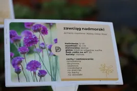 zawciag-nadmorski-abbey-deep-rose-armeria-maritima