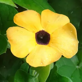 tunbergia-pomaranczowa-nasiona-ozdobne-pnacze-roslina-do-ogrodu-i-na-balkon