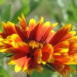 gailardia-oscista-nasiona-1g-bylina-bardzo-prosta-uprawa-z-nasion