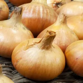 cebula-sochaczewska-nasiona-3g-do-dlugiego-przechowywania