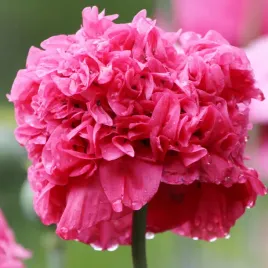 nasiona-kwiatow-mak-letni-pelny-mix-piekne-kwiaty