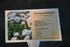 zawciag-nadmorski-abbey-white-na-skalniak