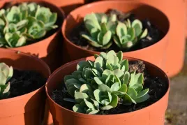 rozchodnik-okazaly-meteor-sedum-spectabile