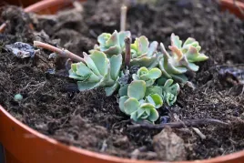 rozchodnik-siebolda-bright-pink-na-skalniak
