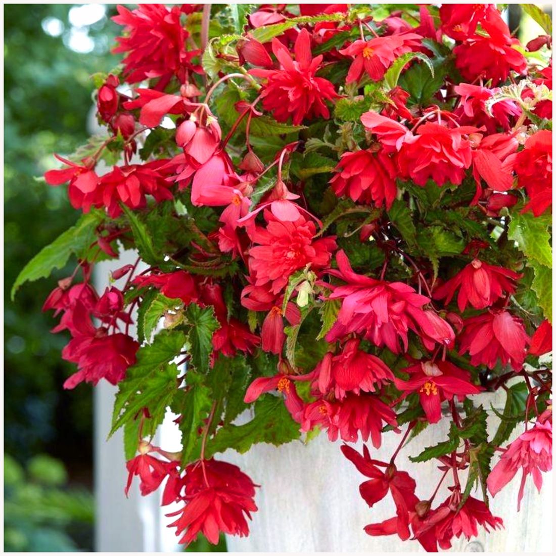 BEGONIA ZWISAJ CA PENDULA R OWA Sadzonki 1 Szt GRATIS 244909046 begonia-zwisaj-ca-pendula-r-owa-sadzonki-1-szt-gratis-244909046