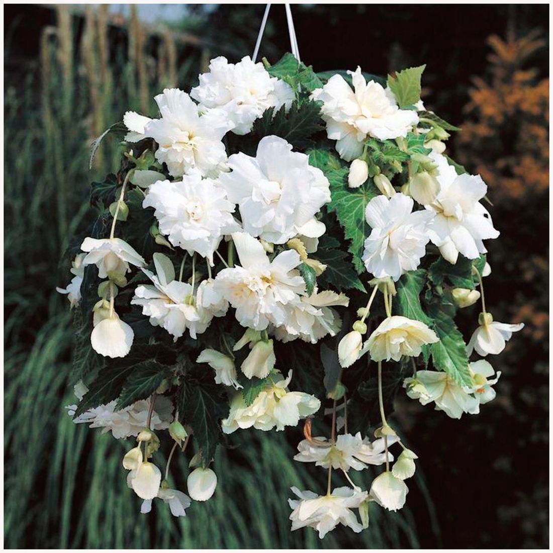 BEGONIA ZWISAJ CA PENDULA BIA A Sadzonki 1 Szt GRATIS 244909080 begonia-zwisaj-ca-pendula-bia-a-sadzonki-1-szt-gratis-244909080