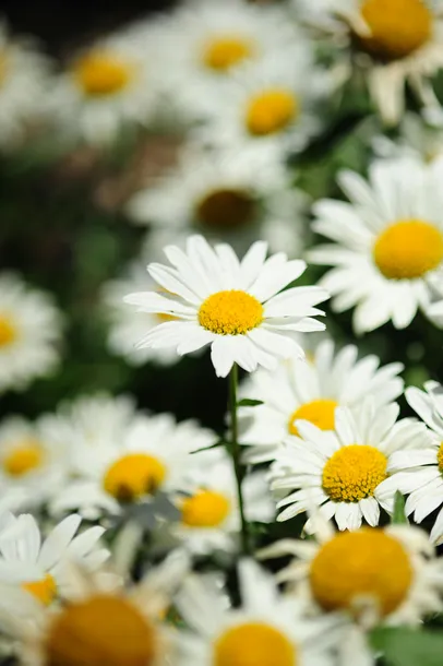 regenerujacy-krem-z-rumiankiem-do-rak-i-paznokci-martina-gebhardt-100-ml-wyrob-medyczny-nie