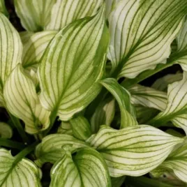 funkia-zebra-stripes-hosta-zebra-do-ogrodu