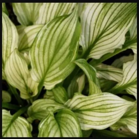 funkia-zebra-stripes-hosta-zebra-do-ogrodu-kolor-kwiatow-biale