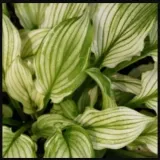 funkia-zebra-stripes-hosta-zebra-do-ogrodu-kolor-kwiatow-biale