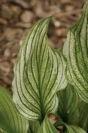 funkia-zebra-stripes-hosta-zebra-do-ogrodu-roslina-w-postaci-sadzonka-z-golym-korzeniem