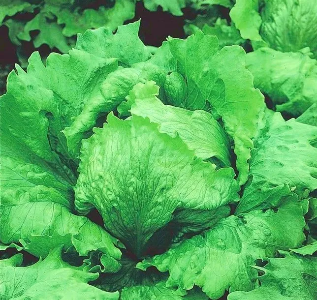 nasiona-salata-kamelot-0-5g