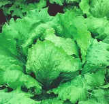 nasiona-salata-kamelot-0-5g