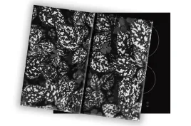 szklana-deska-na-kuchenke-2x40x52-013d-mono-liscie