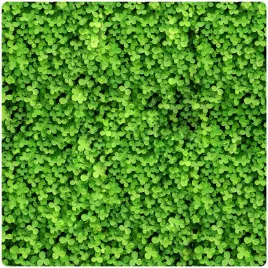 mikrokoniczyna-drobnolistna-koniczyna-wzbogaca-trawnik-nasiona-400m2-05kg