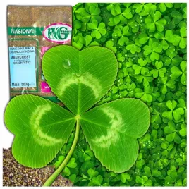 mikrokoniczyna-nasiona-koniczyna-drobnolistna-wzbogaca-trawnik-500g