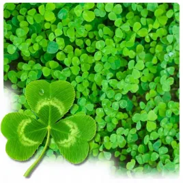 mikrokoniczyna-nasiona-koniczyna-drobnolistna-biala-dekoracyjna-gesta-1-kg