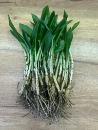 czosnek-niedzwiedzi-cebulki-sadzonki-81-sztuk