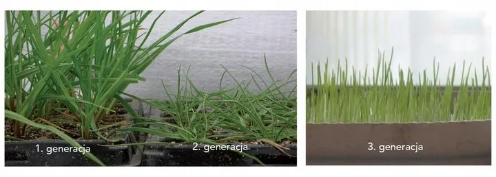 trawa-sos-quick-repair-1kg