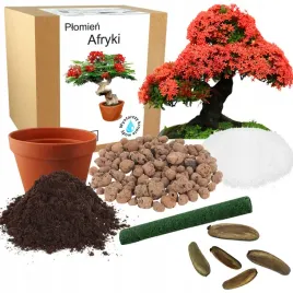 zestaw-do-uprawy-plomien-afryki-drzewko-bonsai-do-sadzenia-nasiona-2-szt