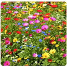 laka-kwietna-mieszanka-bylinowa-dlugowieczna-wieloletnia-laczka-kwiaty-100g