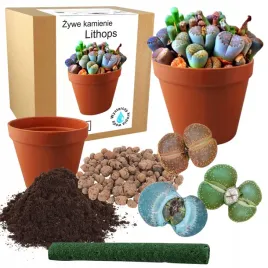 zestaw-do-uprawy-kaktusy-zywe-kamienie-lithops-sukulenty-nasiona-10-szt