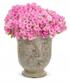 supertunia-vista-bubblegum-6-sztuk-p7