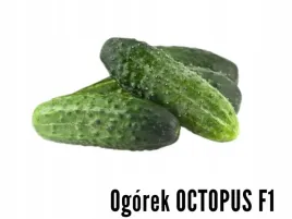 ogorek-octopus-f1-500-nasion-std-syngenta