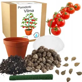 zestaw-do-uprawy-pomidor-vilma-pomidory-koktajlowe-nasiona-10x-wieloletnia