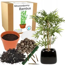 zestaw-do-uprawy-bambusa-mrozoodporny-bardzo-odporny-20-do-domu-wieloletni