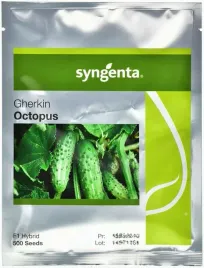 ogorek-octopus-500-nasion-prod-02-25-ogorek-odporny-na-choroby-do-kiszenia