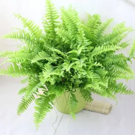 nephrolepis-exaltata-wyniosly-paproc-paprotka-duza