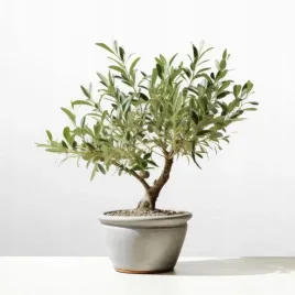 drzewko-oliwne-oliwka-europejska-olea-europea-gesta-d12cm-wloska-sadzonka