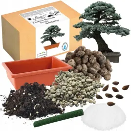 zestaw-do-uprawy-bonsai-swierk-srebrny-drzewko-do-sadzenia-nasiona-4-szt